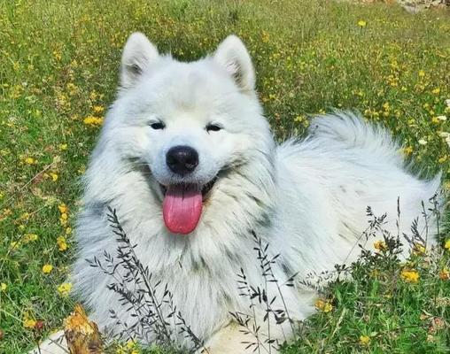 雪橇犬的深情示爱（当雪橇犬向主人扑来，是何含义？）