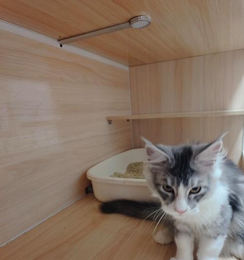 虎斑猫与白猫不宜配种的原因（虎斑猫与白猫配种不混的关键因素及影响）