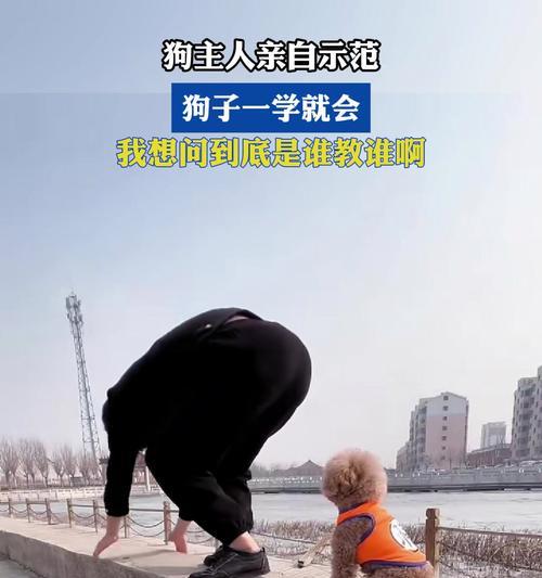 狗狗教育（以应该教狗狗学什么为主题，为你的宠物提供正确的指导）