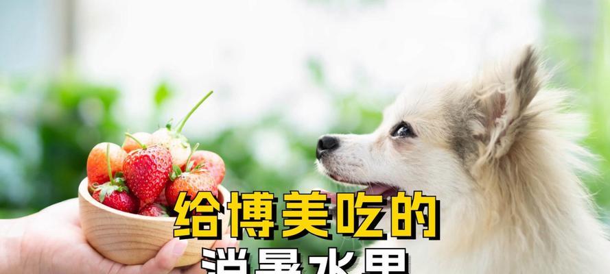 狗狗的蔬菜美食之旅（探索狗狗喜欢的蔬菜种类及好处）