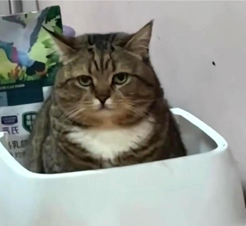 猫的排便习性与健康——正常便便的特征与注意事项（探索猫拉便的世界，了解便便的健康状况）