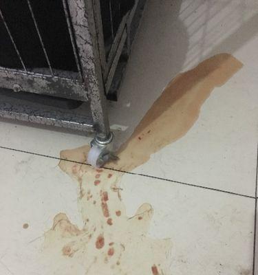 狗狗尿血的病因及治疗方法（了解狗狗尿血的原因，保护它们的健康）