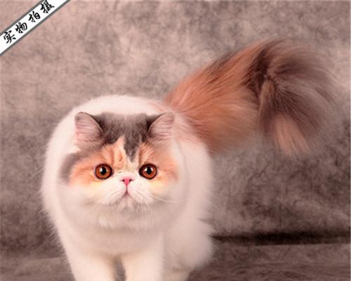 波斯猫的价格是如何确定的？（了解波斯猫价格的关键因素及市场趋势）