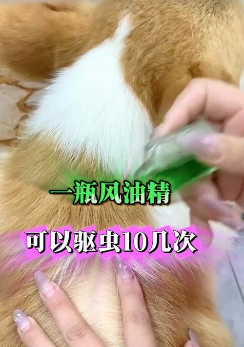狗狗做驱虫的最佳时机（保护宠物健康，正确选择适当时间进行驱虫）