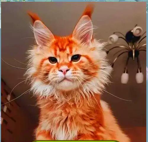 猫为何喜欢蹭人？（猫蹭的意义和影响）