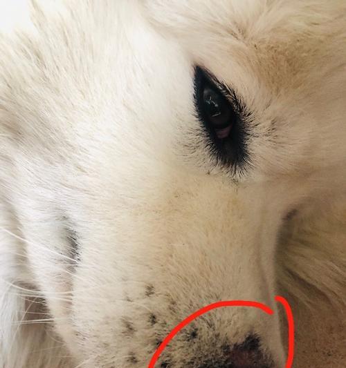 以萨摩尾巴开花什么样子？（揭开萨摩尾巴绽放之谜）