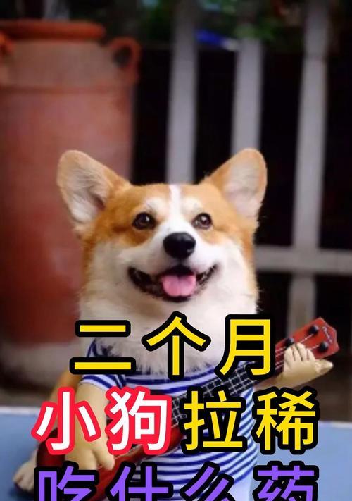 狗吃多了引起拉稀应如何处理？（有效药物治疗狗狗拉稀的方法分享）