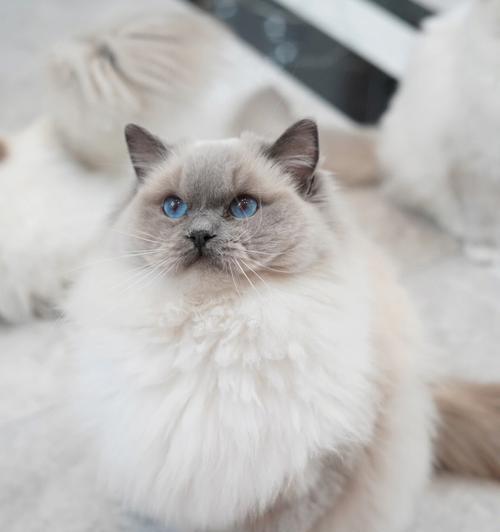猫的色彩世界（探索猫咪的多彩外貌之谜）