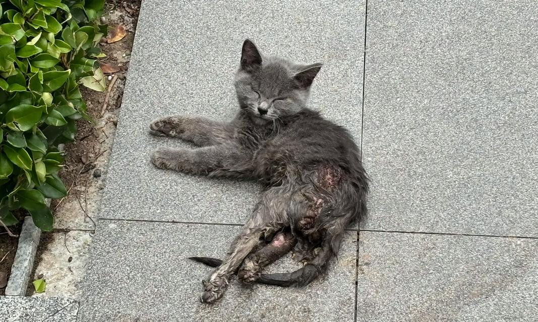 为什么猫不让碰后腿？（后腿碰触对猫的影响及原因解析）