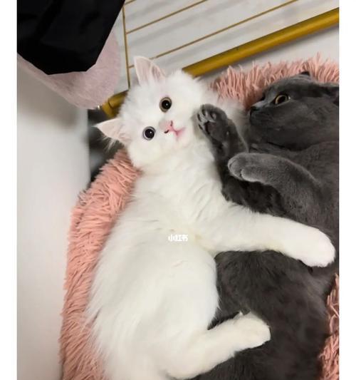 探寻山东狮子猫的价格与魅力（一窥山东狮子猫的市场行情与养殖技巧）