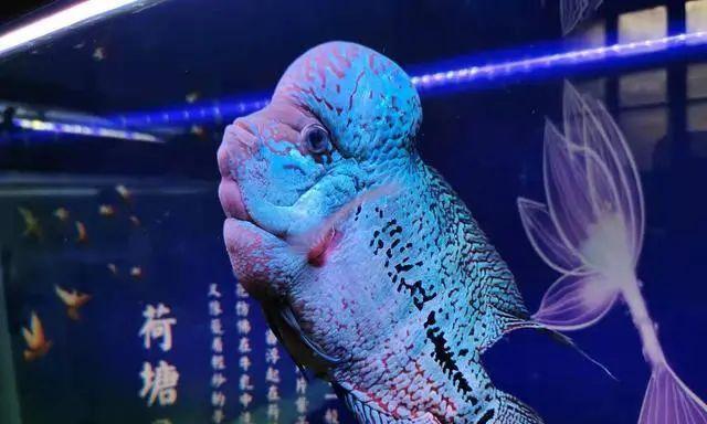 观赏鱼密度与水质关系研究（探索观赏鱼密度对水质影响的关键因素）