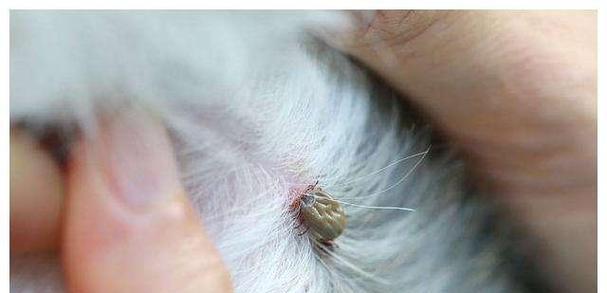 狗狗身上的蜱虫（了解蜱虫为何主要寄生在狗狗身上）