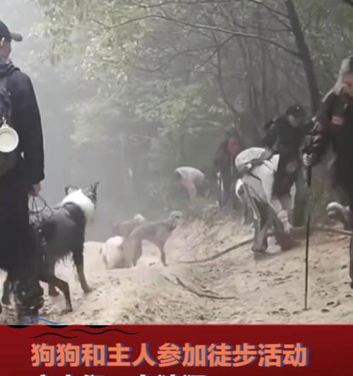 重庆悦悦狗主题公园——狗狗的天堂（重庆最佳休闲场所，为爱犬带来欢乐与健康）