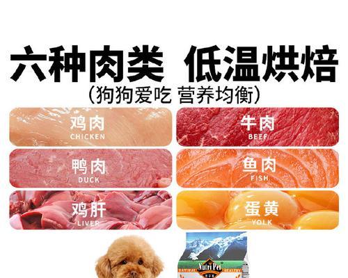 泰迪犬的饮食需求（了解泰迪犬的食物需求，宠爱你的小伙伴）