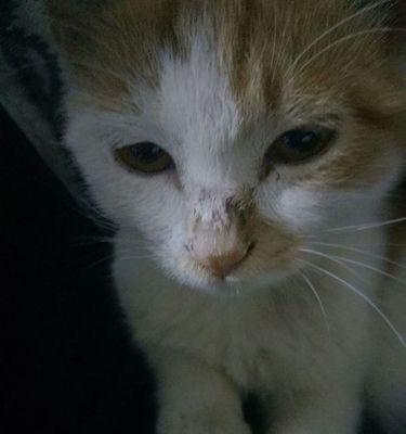 猫鼻子湿凉的含义及作用（揭秘猫咪鼻子的湿凉之谜）