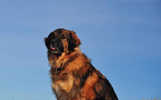 藏獒下崽前的反应及行为变化（一窥藏獒母犬怀孕前后的状态与表现）
