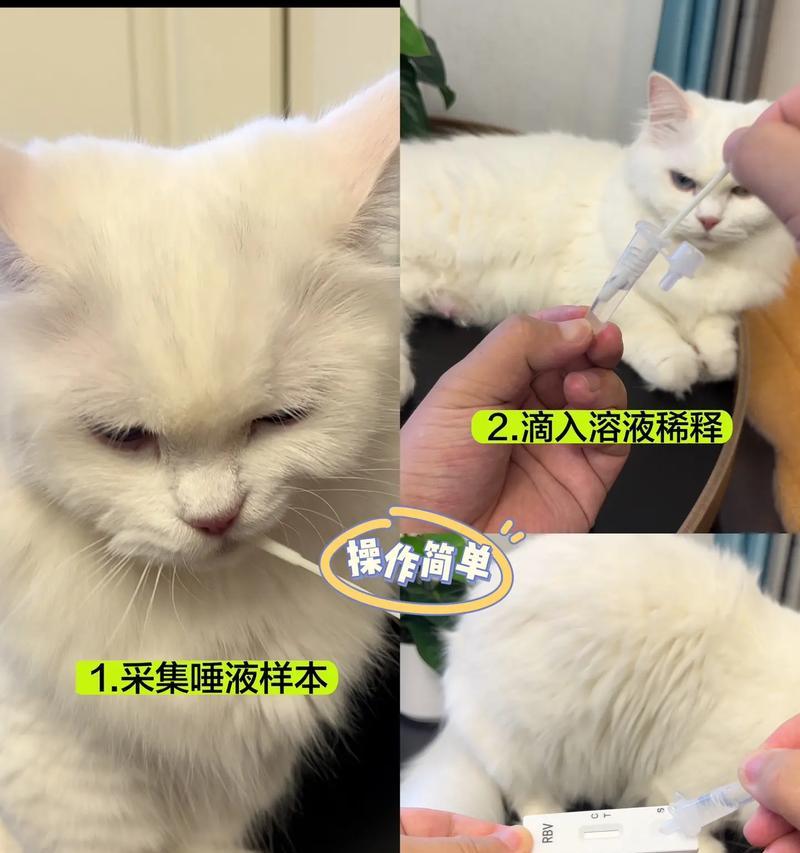 狂犬病猫的危险性及预防措施（了解狂犬病猫的特征，保护宠物和家庭的安全）