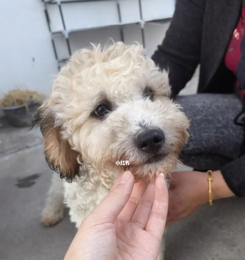 揭秘28cm贵宾犬（探寻28cm贵宾犬的特点与品种来源）