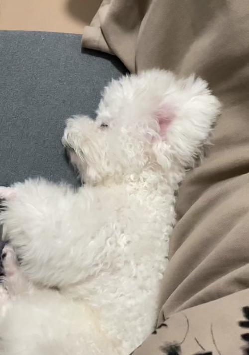 为什么比熊爱睡觉？（探索比熊喜欢睡觉的原因）
