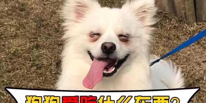 狗狗吃什么就吐什么？！（探究狗狗食物与呕吐之间的关系，以及应对之道）