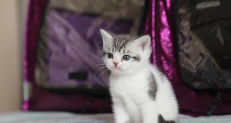 可爱小猫与人类的温馨故事（宠物猫的陪伴与成长）