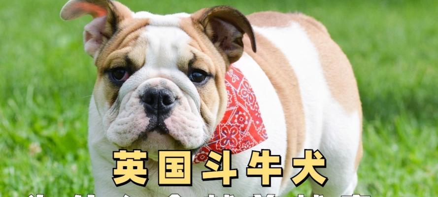 狗狗的营养需求与VC的重要性（揭秘狗狗食谱中VC的秘密，让你的宠物更健康）