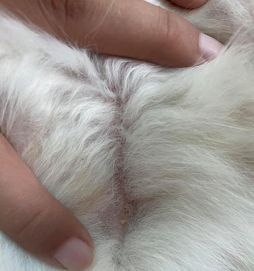 猫的皮肤上黑点之谜（揭开猫身上黑点的秘密，让我们一起了解吧！）