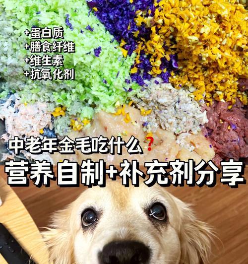 金毛幼犬的清火饮食指南（以什么食物为主，让金毛幼犬远离内火？）