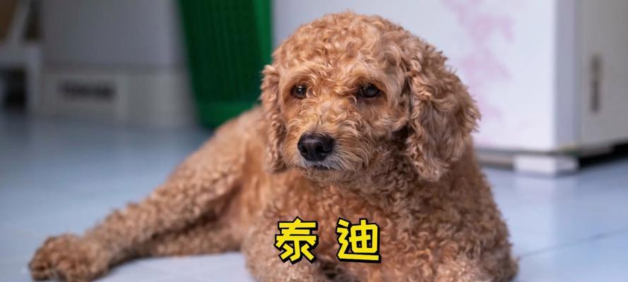 揭秘泰迪的睡姿背后的秘密（探寻泰迪睡姿的象征意义及背后的健康暗示）