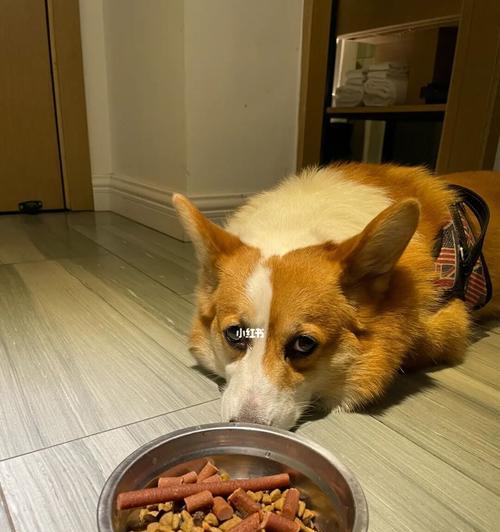如何选择狗粮让狗狗体味轻点？（以鲜肉为主的狗粮是关键）