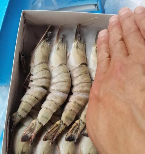 黑壳虾和鲈鱼混养（探索黑壳虾与鲈鱼混养的可行性与益处）