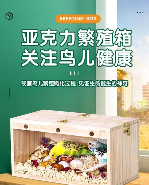 以虎皮鹦鹉繁殖准备（科学繁殖的关键步骤与注意事项）