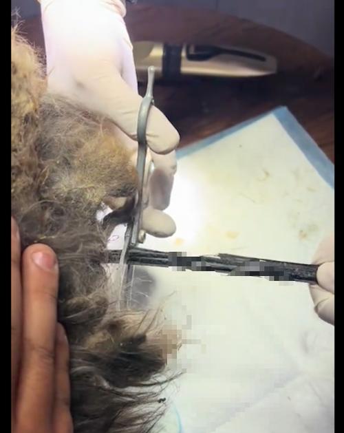 狗毛打结病症及预防措施（了解狗毛打结的原因和防治方法，让你的宠物毛发健康亮丽）