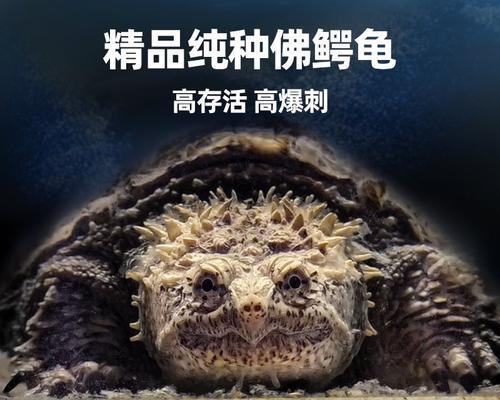 观赏小乌龟的饮食乐趣（探索小乌龟的美食世界）