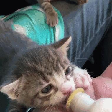 小奶猫的饮食需求与建议（探索幼猫的饮食之道）