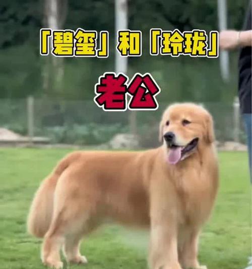 如何正确喂养金毛狗（金毛狗的饮食和养护指南）