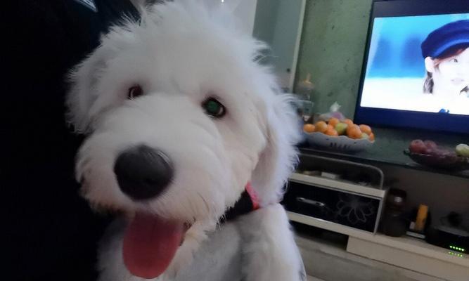 狗狗为什么需要吃草洗胃（探寻狗狗吃草洗胃的原因及对健康的影响）