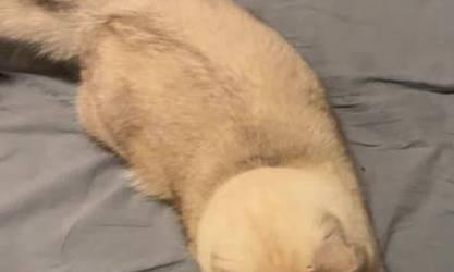 猫为什么一直转圈？（探索猫咪转圈的原因及行为背后的奥秘）
