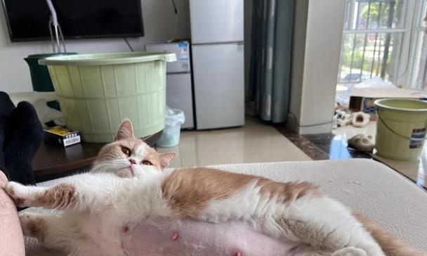 猫怀孕（了解猫咪怀孕期间的变化，帮助照顾您的爱宠）