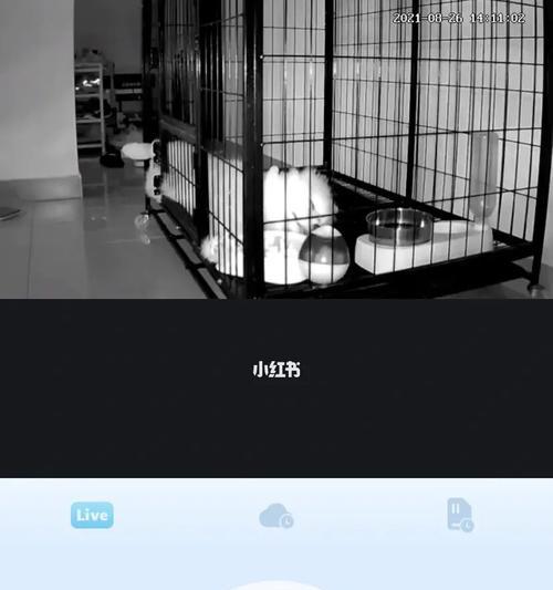 萨摩耶尿很黄的原因及解决方法（探讨萨摩耶尿液颜色异常的常见原因和正确处理方式）