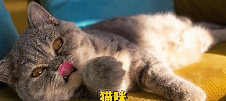 猫为什么会添我私处？（探寻猫咪行为背后的原因及解决办法）