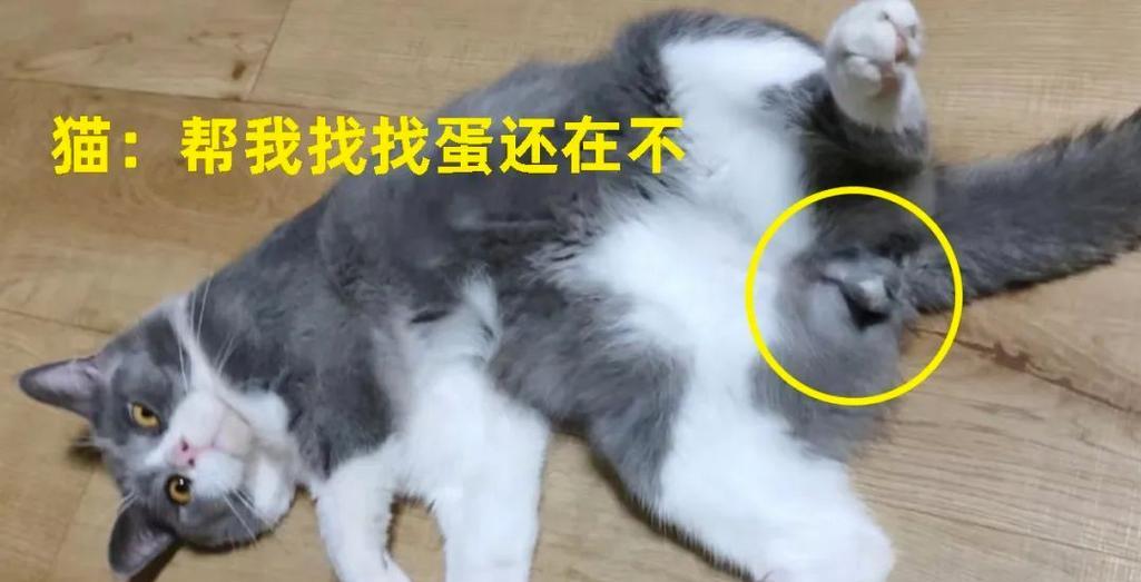 公猫绝育的好处（为爱宠的健康着想，公猫绝育让它更快乐）