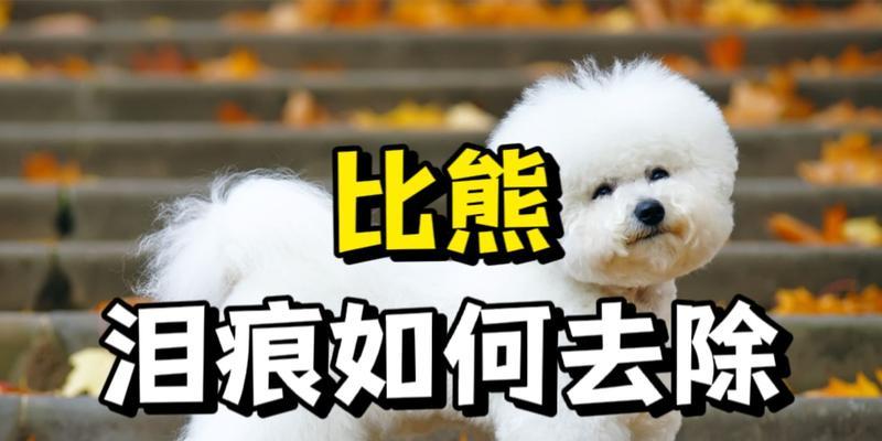 比熊胡子的神奇之处（探索比熊胡子的多重功能与用途）
