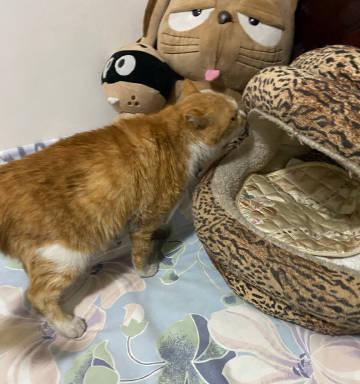 犬腹围增大（犬腹围增大的危害及调节方法一览）