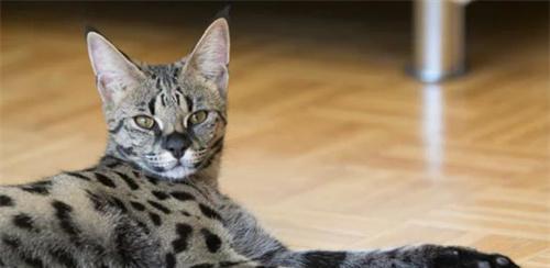 以猫什么品种长大了好看（揭秘猫咪成长中的美丽进化之路）