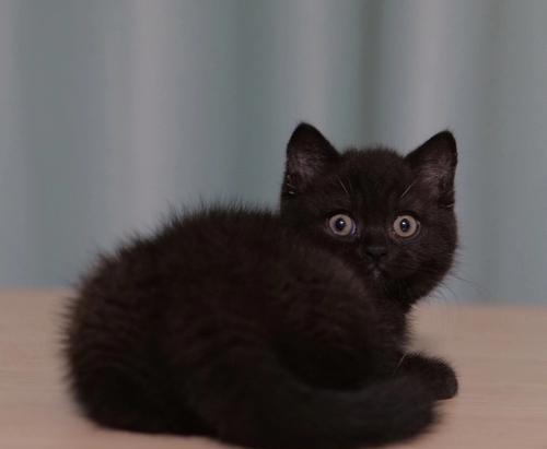 解密猫的爪子为什么是黑色之谜（探秘猫咪身上那双黑色的利爪，了解其中的奥秘）