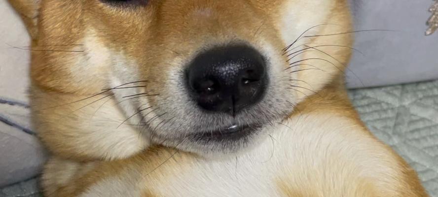 狗狗灌肠后需要注意的事项（如何正确进行狗狗灌肠并保证健康）