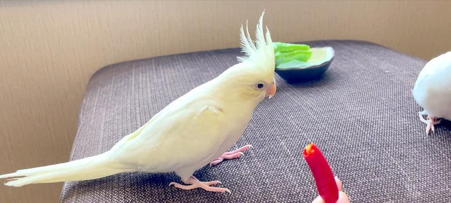 如何科学合理地喂养鹦鹉鸟（探讨鹦鹉鸟的饮食需求和合适的食物选择）