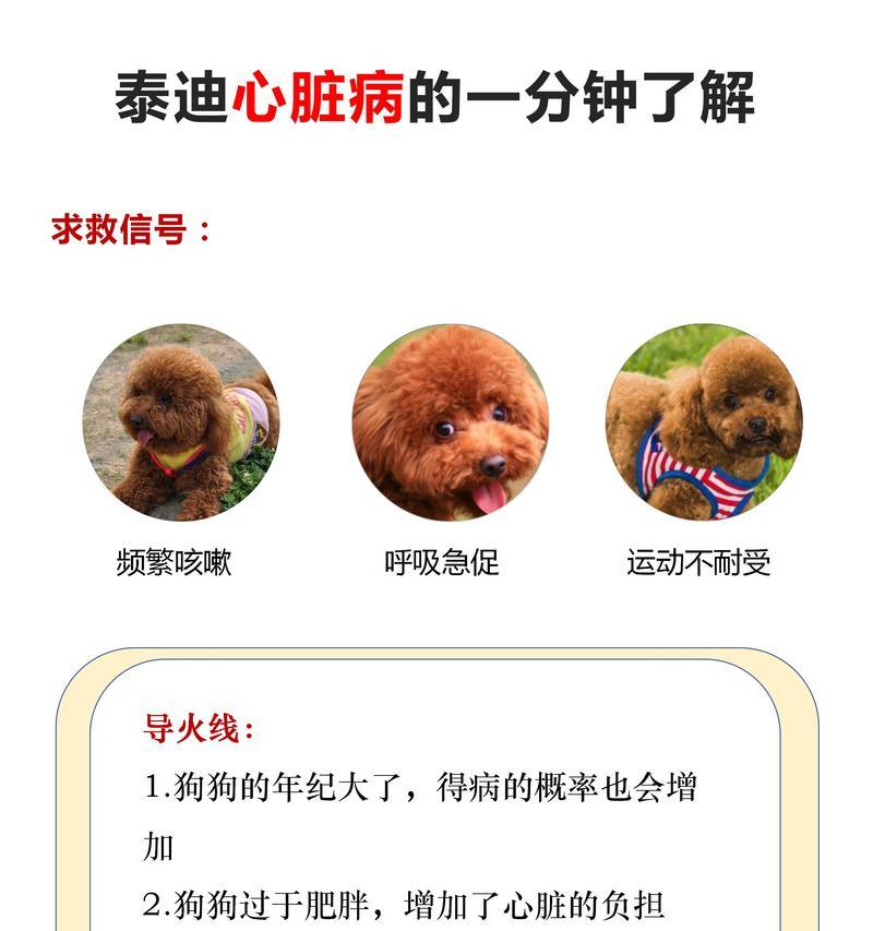 泰迪一月后的饮食安排（打造健康美丽的泰迪宠物生活）