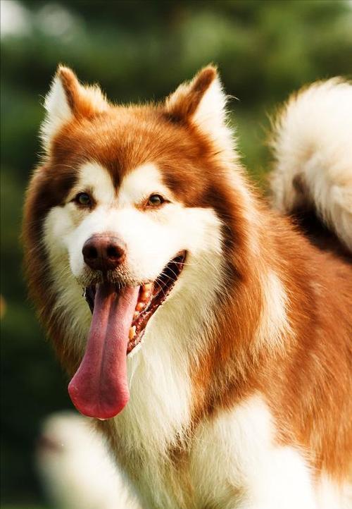 阿拉斯加犬的玩耍乐趣（以阿拉斯加犬为伴，玩出快乐生活）